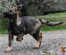 german shepherd puppy posted by Yosemite _Shepherds